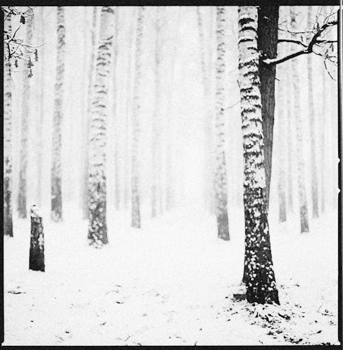 De franc Foto d'estoc gratuïta de arbres, boscos, format quadrat Foto d'estoc