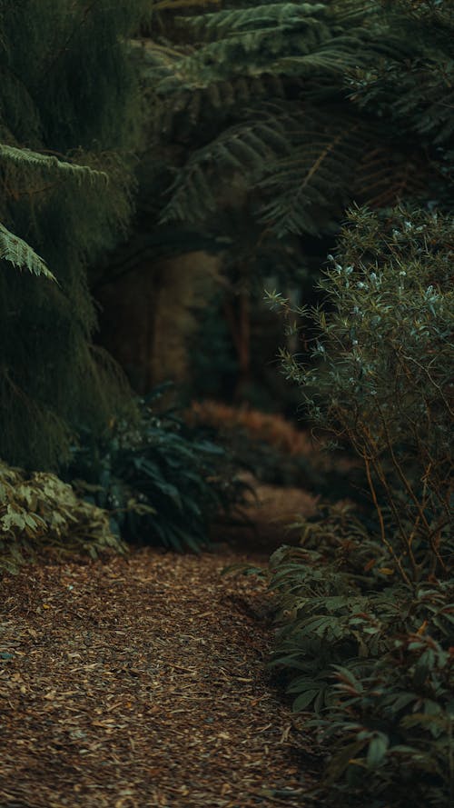 Pathway between Shrubs in Tilt Shift Lens 