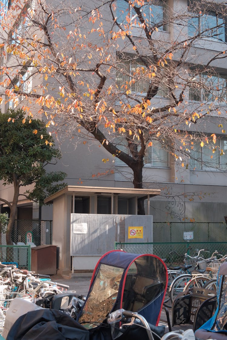 Bicycles Near Tree And Building