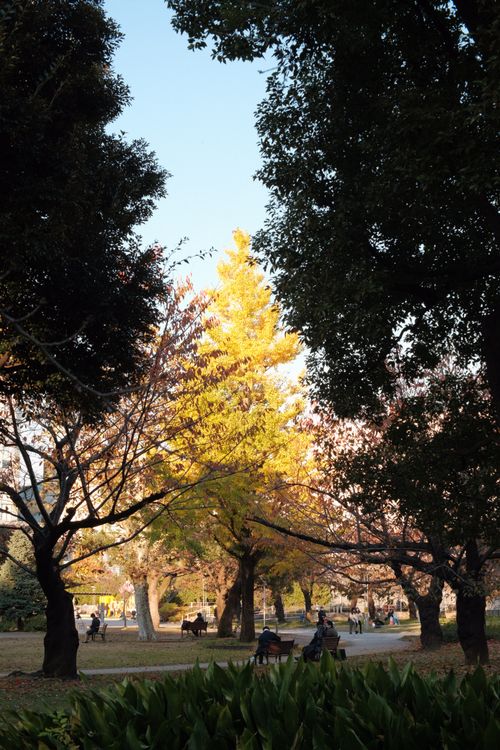 Free Tranquil city park in autumn with vibrant foliage and peaceful atmosphere. Stock Photo