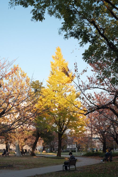 Free Peaceful park scene with golden autumn leaves and pathways under a clear sky. Stock Photo