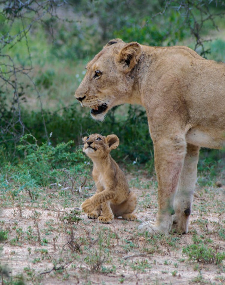 A Lioness And Her Cubs