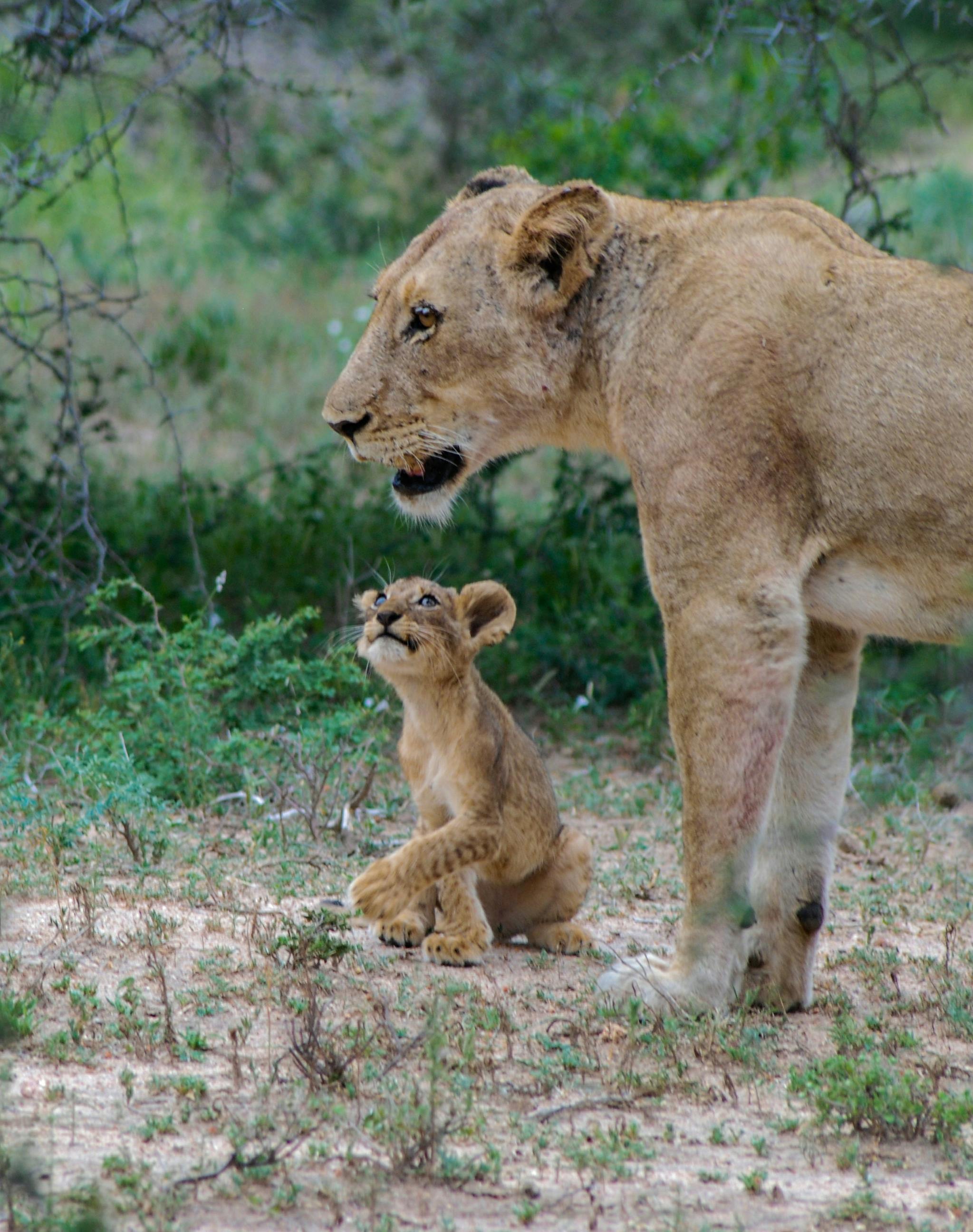 Lion Cubs Photos, Download The BEST Free Lion Cubs Stock Photos & HD Images