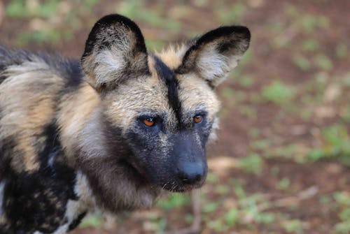 Close-up Photo of African Wild Dog