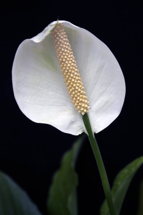 Foto profissional grátis de delicado, fechar-se, flora