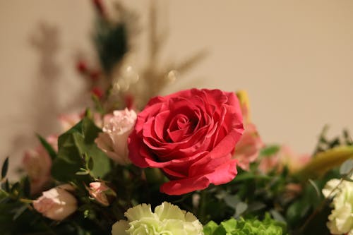 Pink Rose in Close Up Photography