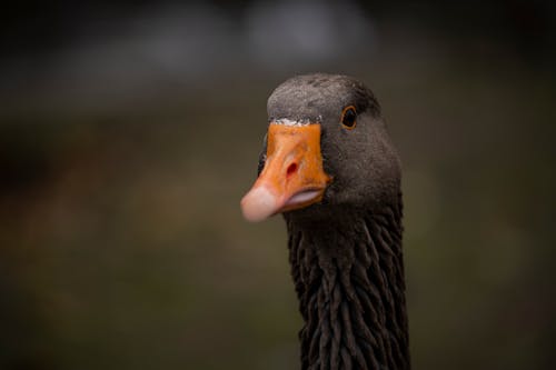 Free Black Duck in Close Up Photography Stock Photo