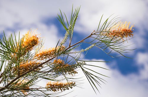 Free stock photo of australian, bloom, blue sky