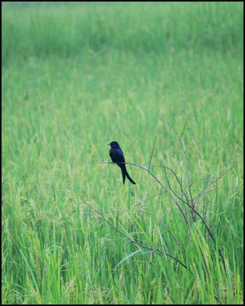 Foto profissional grátis de ave, bangladesh, empoleirado