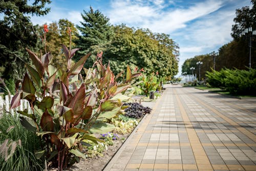 Bushes and Plants between a Pathway 