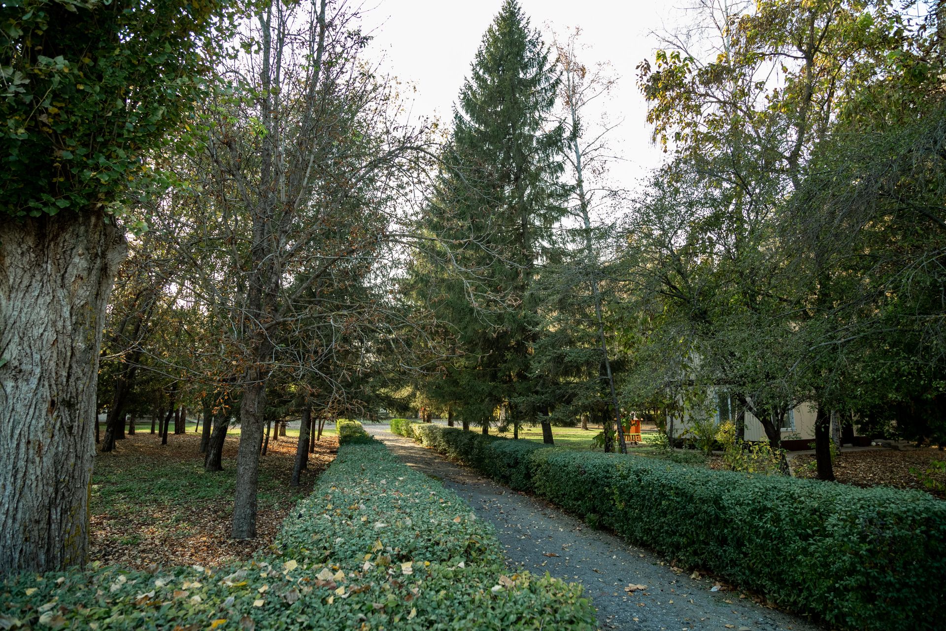 Tranquil garden path lined with trees and hedges during autumn.