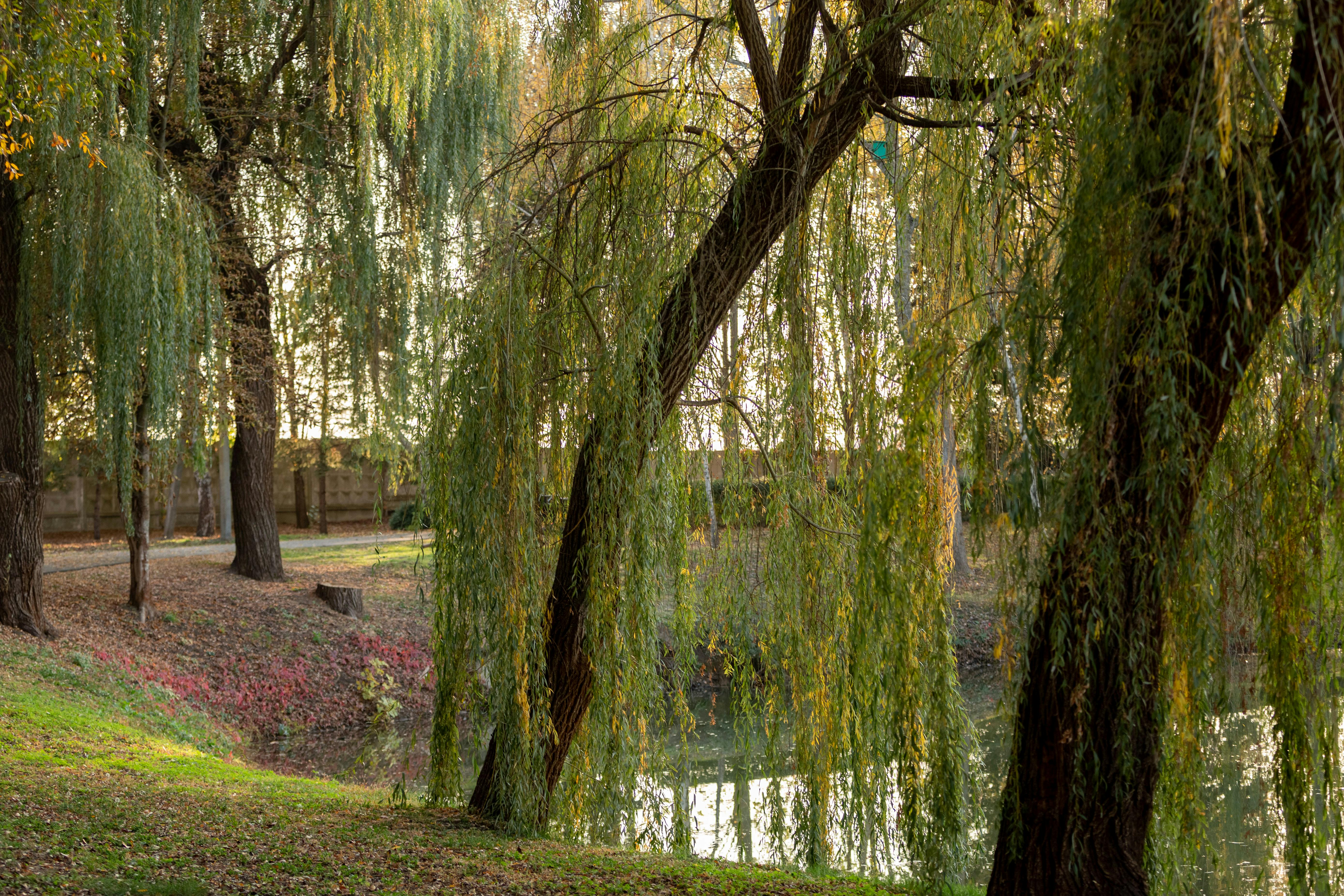Weeping Willows in Park · Free Stock Photo