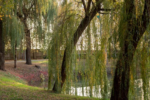 Foto d'estoc gratuïta de arbres, estany, fons de pantalla