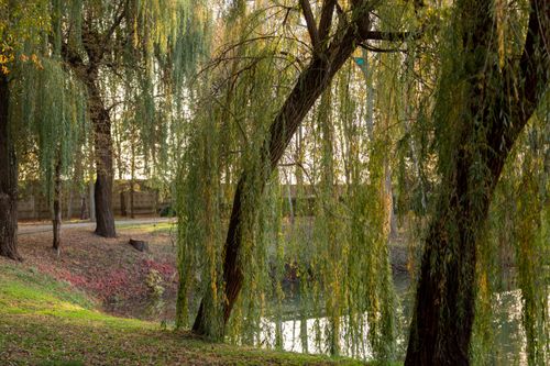 Weeping willows beside a pond turning for autumn — photo by Elena Elizarova on Pexels