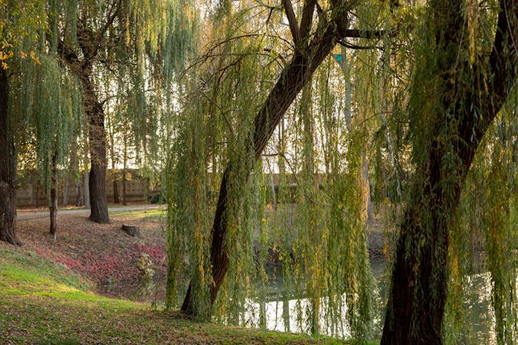 Weeping Willows In Park