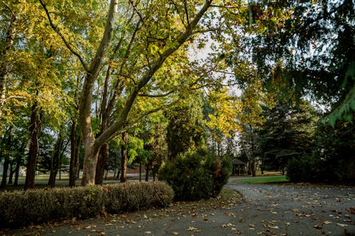 A Green Trees at the Park