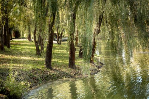Free Serene scene of a river lined with lush, overhanging willow trees. Stock Photo