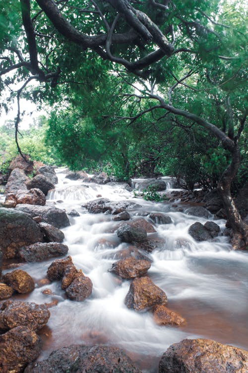 A Cascading River in a Forest