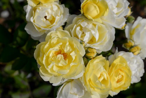 Foto stok gratis berbunga, bunga kuning, flora
