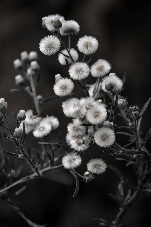 White Flowers in Tilt Shift Lens