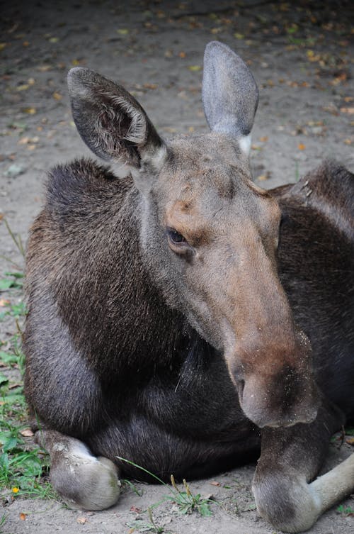 Immagine gratuita di alce, amante degli animali, animale selvatico