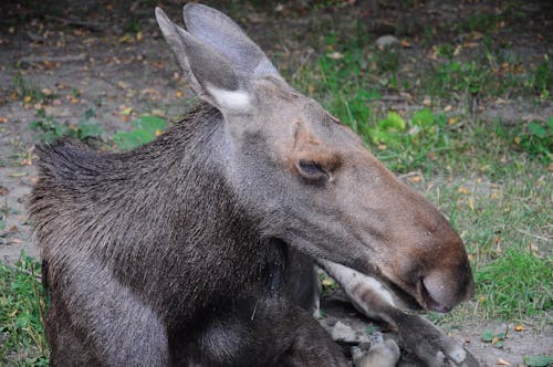 Immagine gratuita di alce, alci selvatiche, amante degli animali