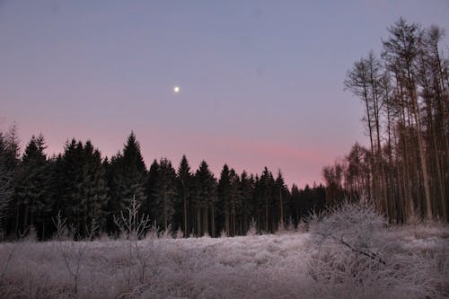 Tall Trees on Snow Covered Ground