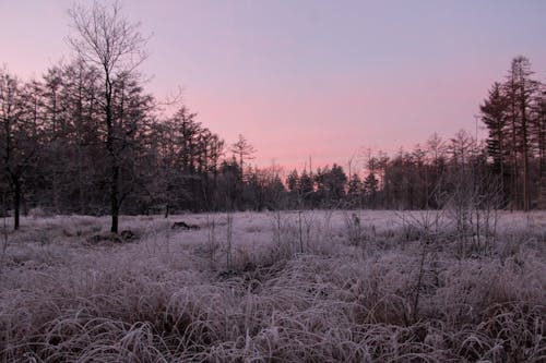 Bare Trees onbrown Grass during Dawn 