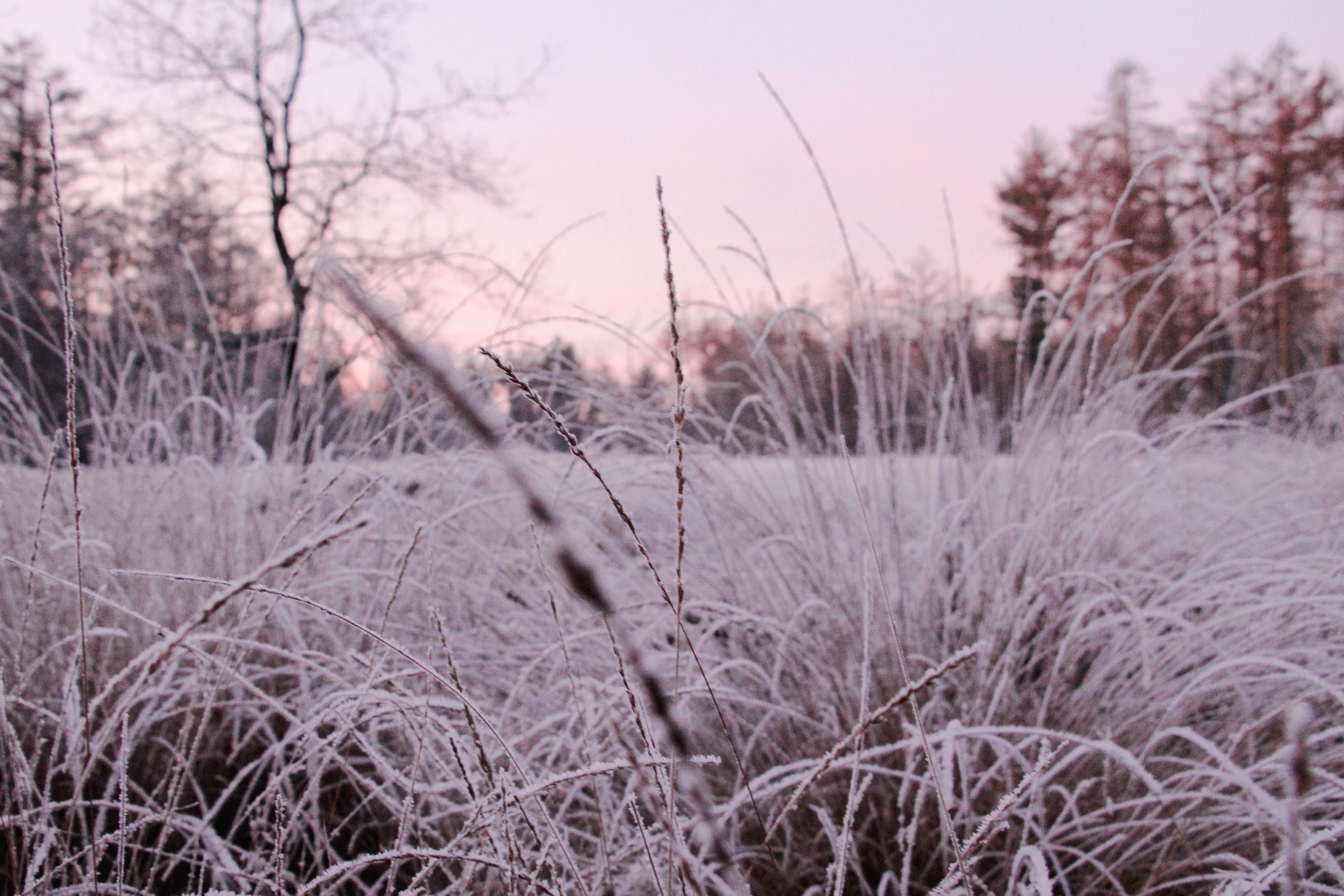 Hoarfrost In Oisterwijk, Netherlands Photos, Download The BEST Free ...