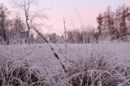 Selective Focus Photo of Brown Grass