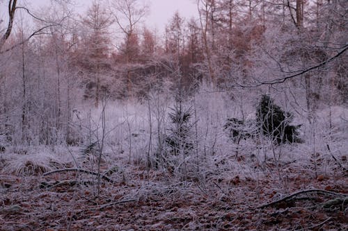 Bare Trees onbrown Grass during Dawn