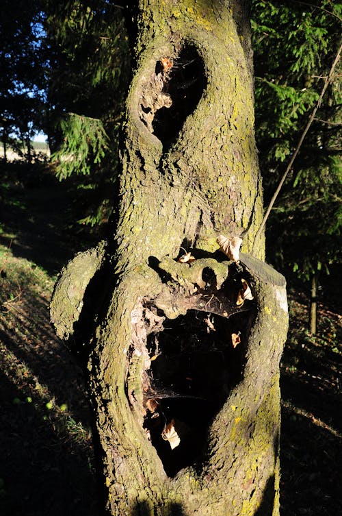 나무, 나무 줄기의 무료 스톡 사진