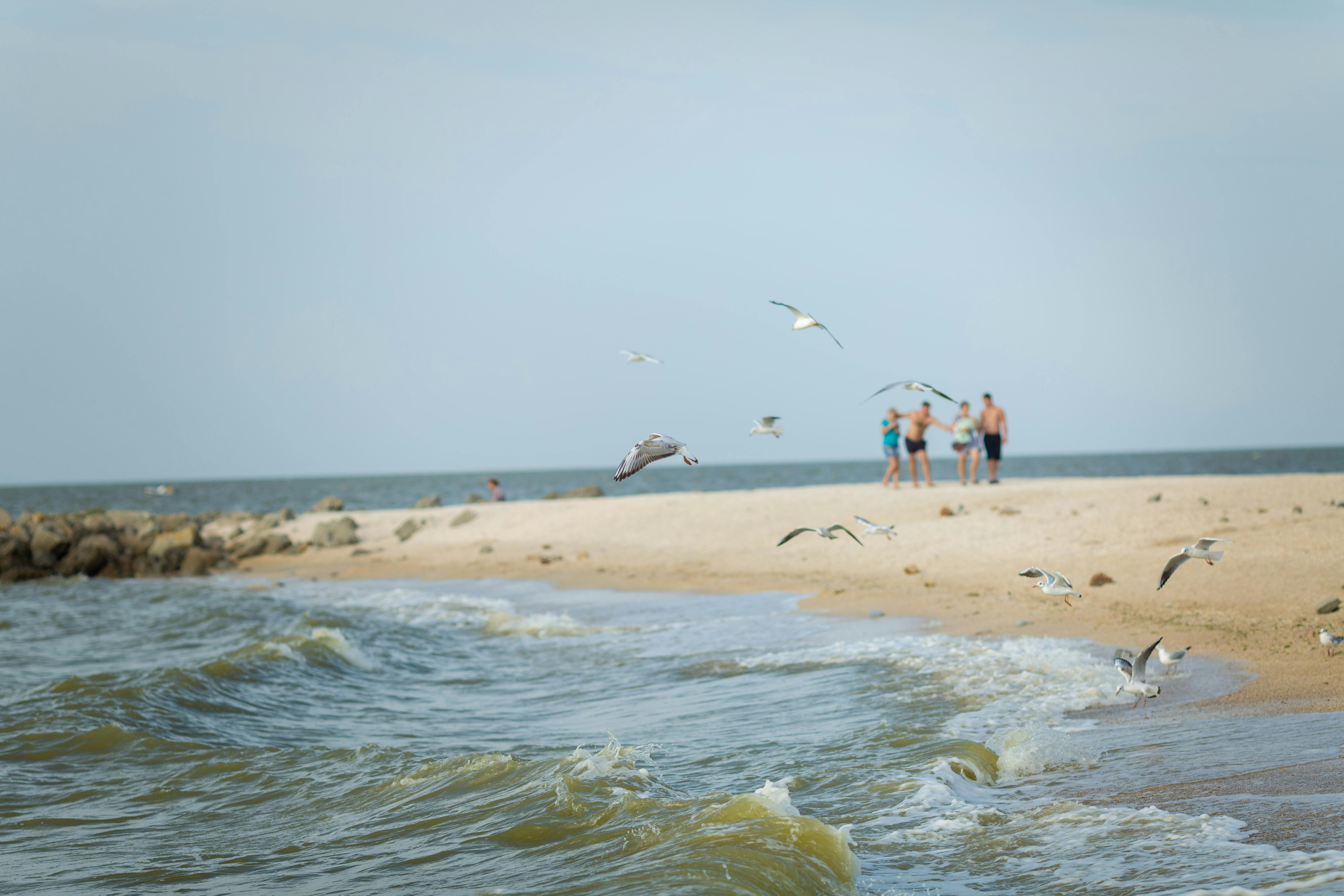 Seagulls soar over a sandy beach with a group of people in the distance, capturing a serene coastal scene.