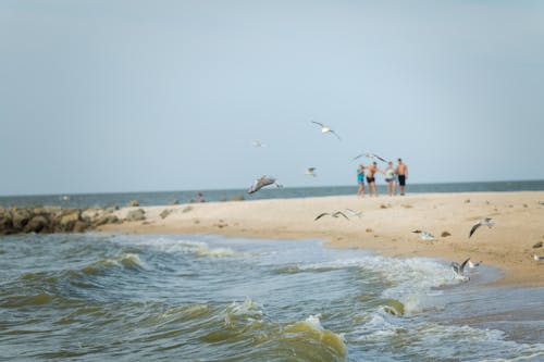 A Birds Flying on the Beach