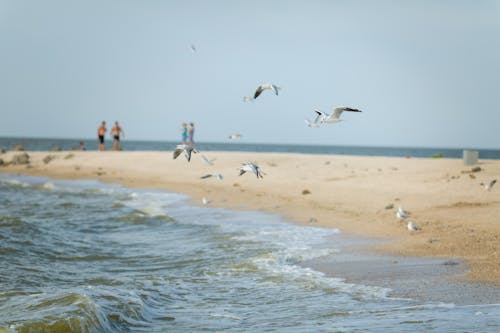 Shallow Focus of Seagulls Flying over the Sea
