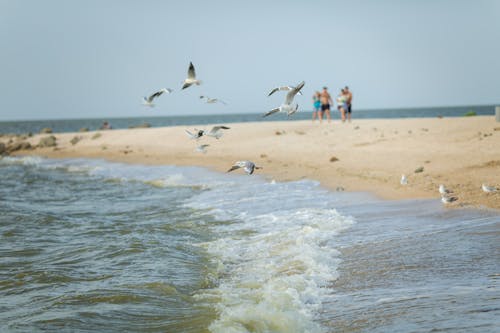 Shallow Focus of Seagulls Flying over the Sea