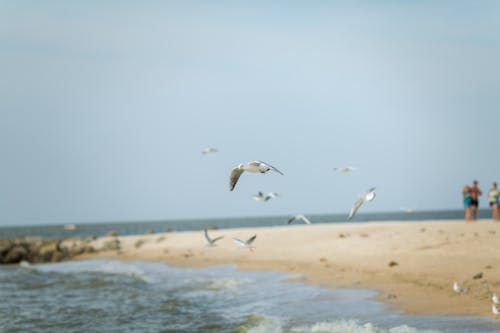 Birds Flying Over the Sea