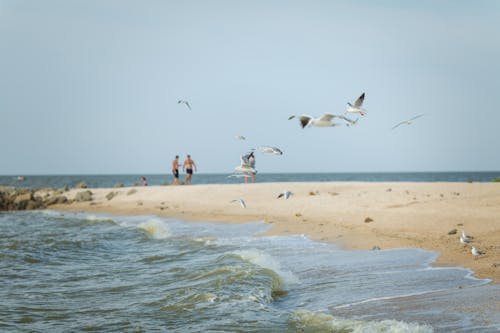 A Colony of Seagulls at the Beach