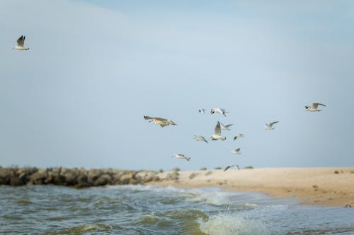 Seagulls Flying over the Sea