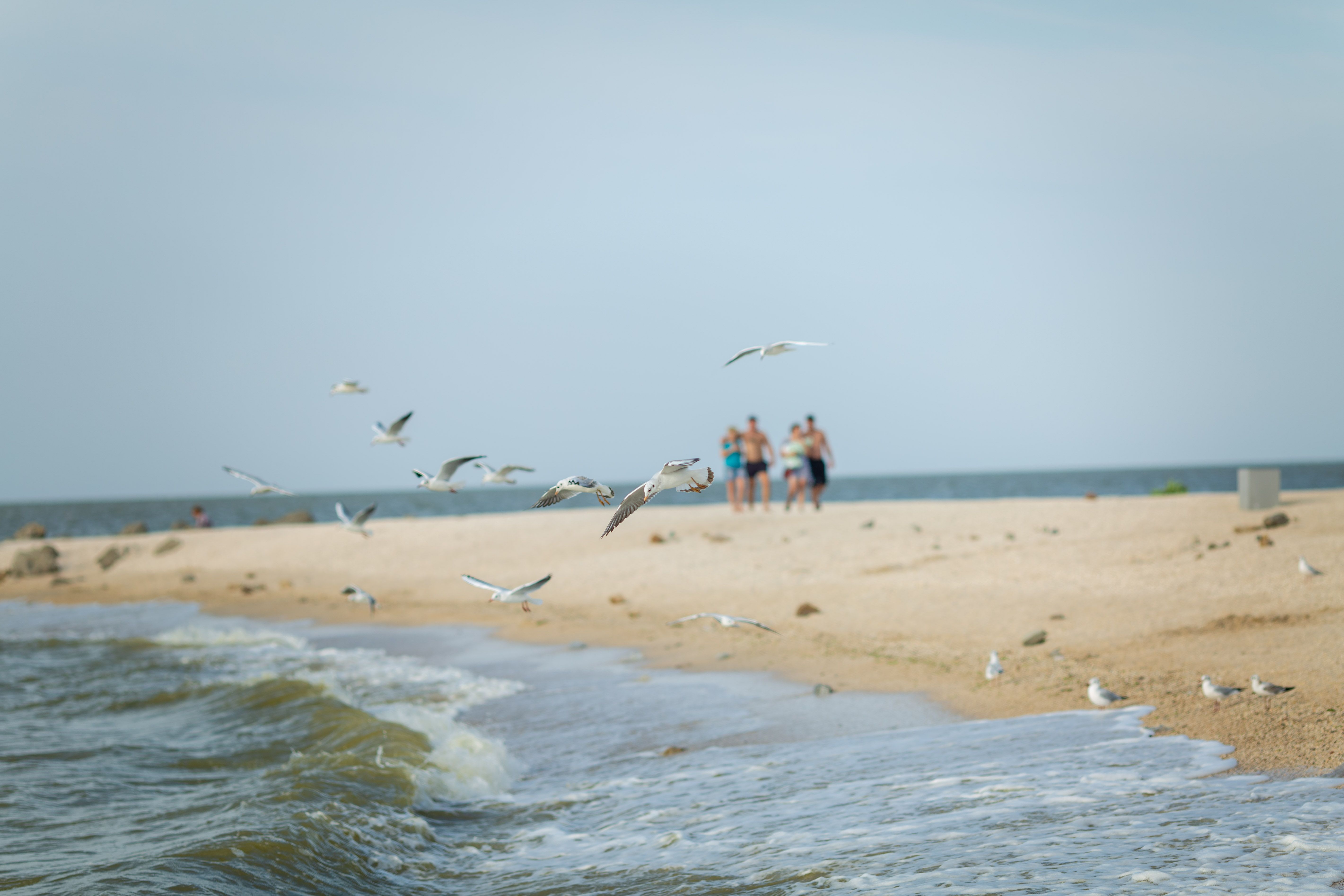 Flock of Birds Flying Over Beach in Morning · Free Stock Photo