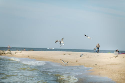 Free Seagulls Flying Near the Coast Stock Photo