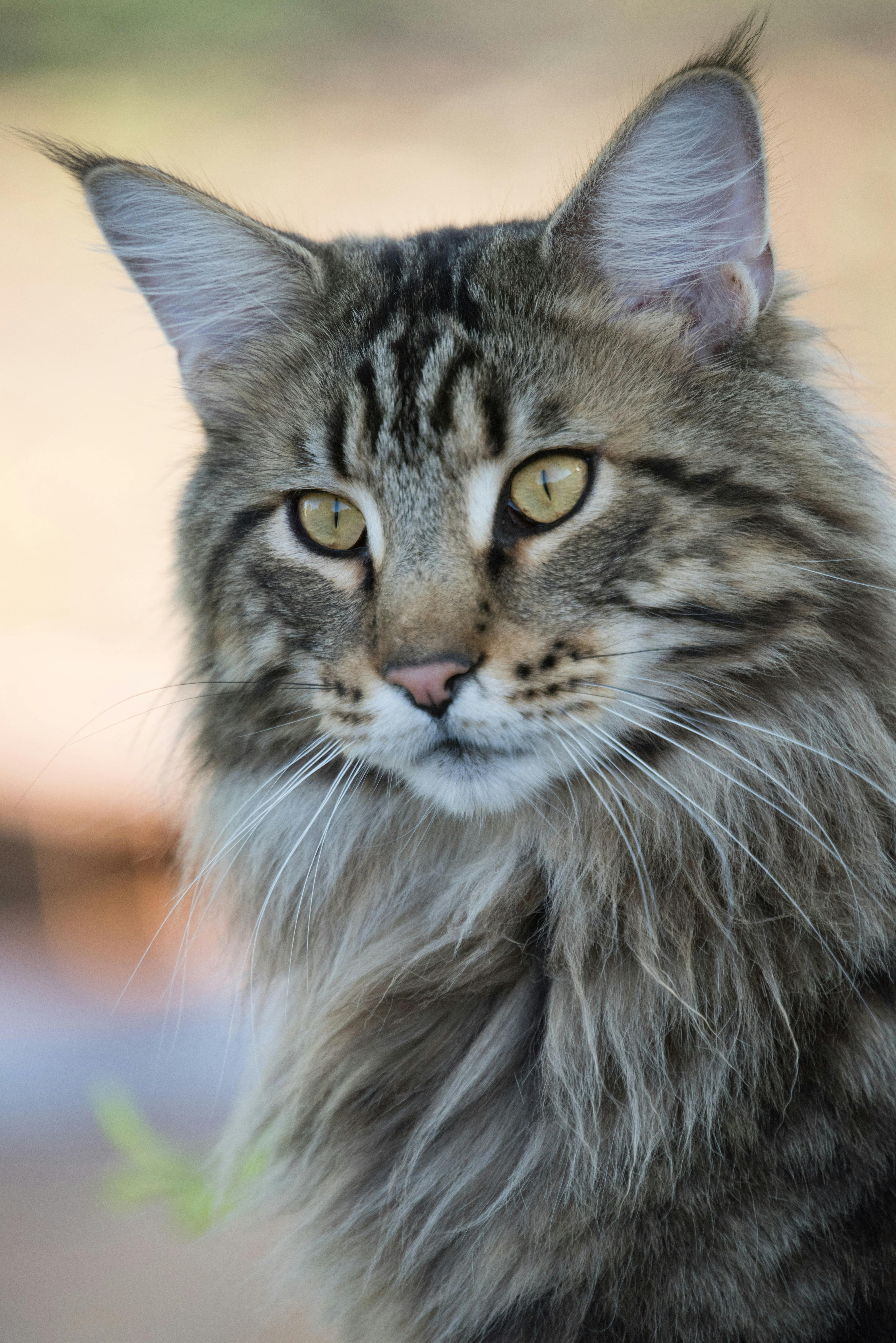 Discover the regal beauty of a Maine Coon cat with its striking features and fluffy fur.