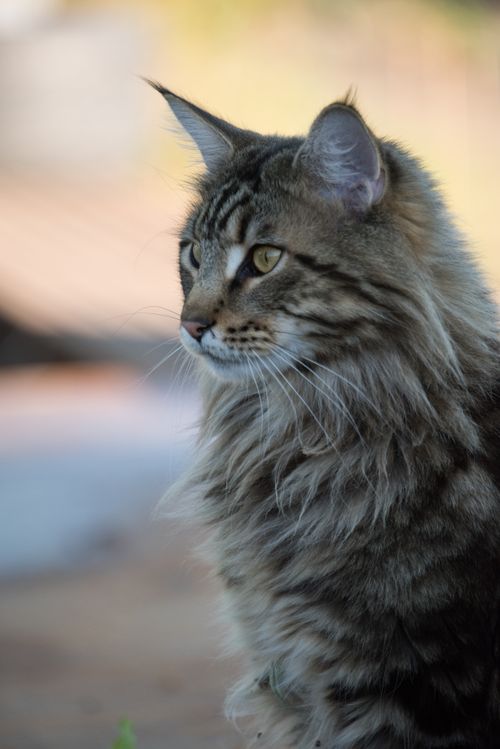 Free Close-up of a Maine Coon cat with fluffy fur, outdoors, looking attentive. Stock Photo