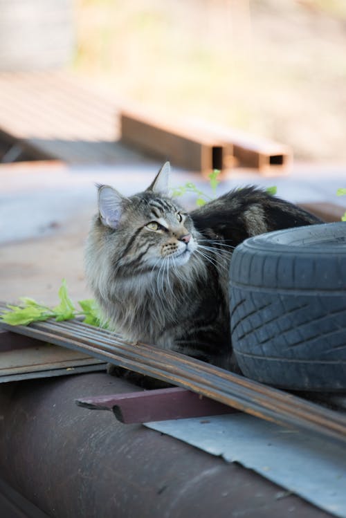 A Grey Cat Lying Beside a Tire