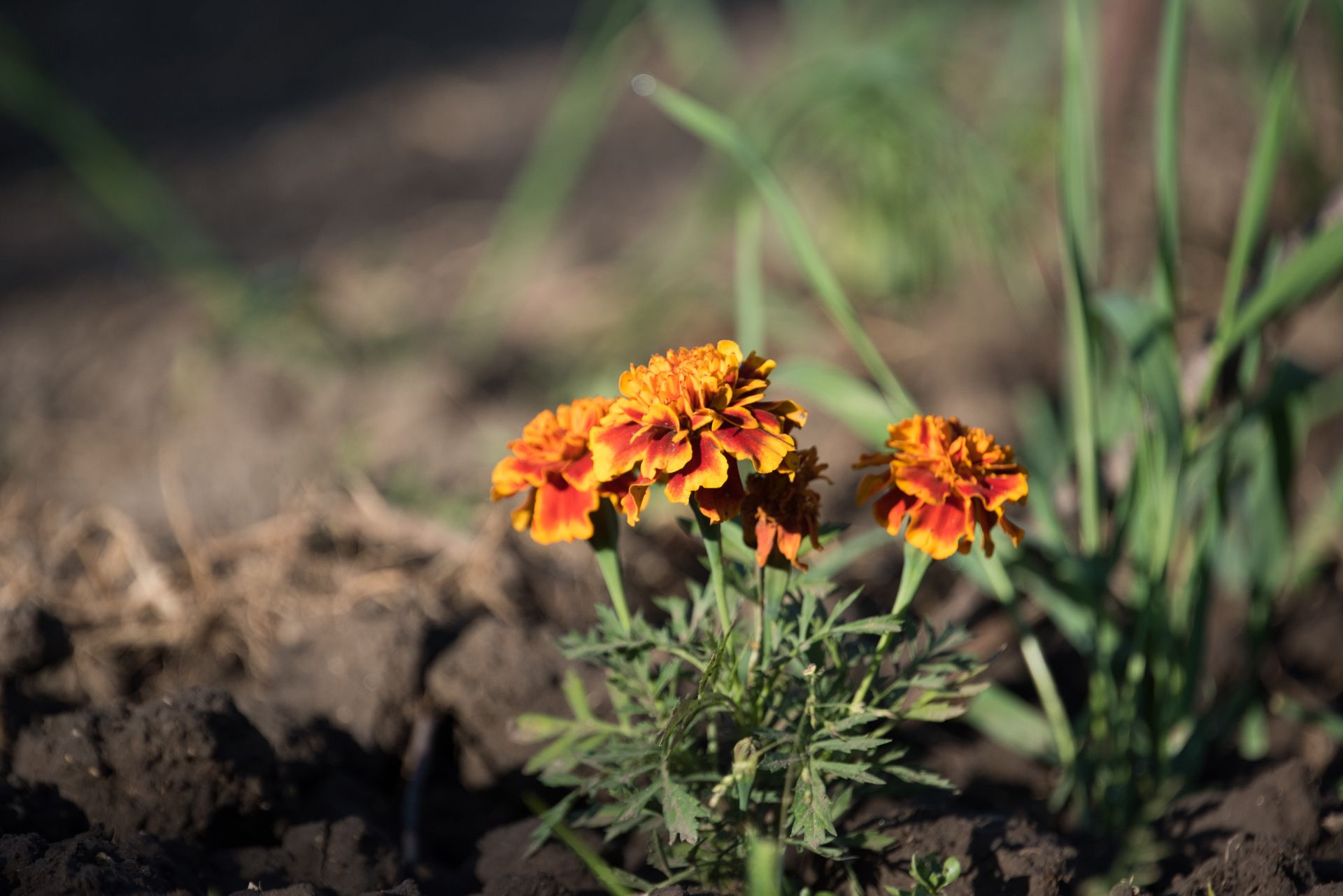 Close-up of vibrant Tagetes erecta blooming in a sunlit garden, capturing nature's beauty.