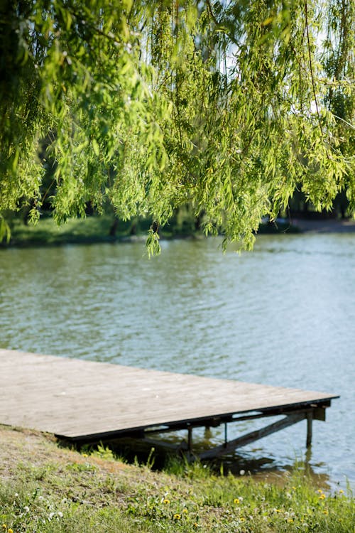 Foto profissional grátis de beira do lago, doca de madeira, folhas de árvore
