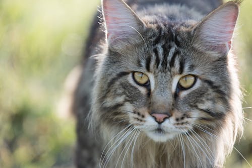 Close-up Photo of Fury Cat 