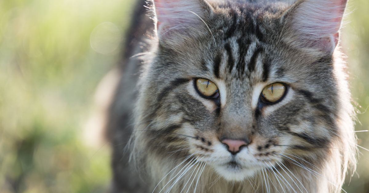Chat Maine Coon : Guide Complet Race et Soins