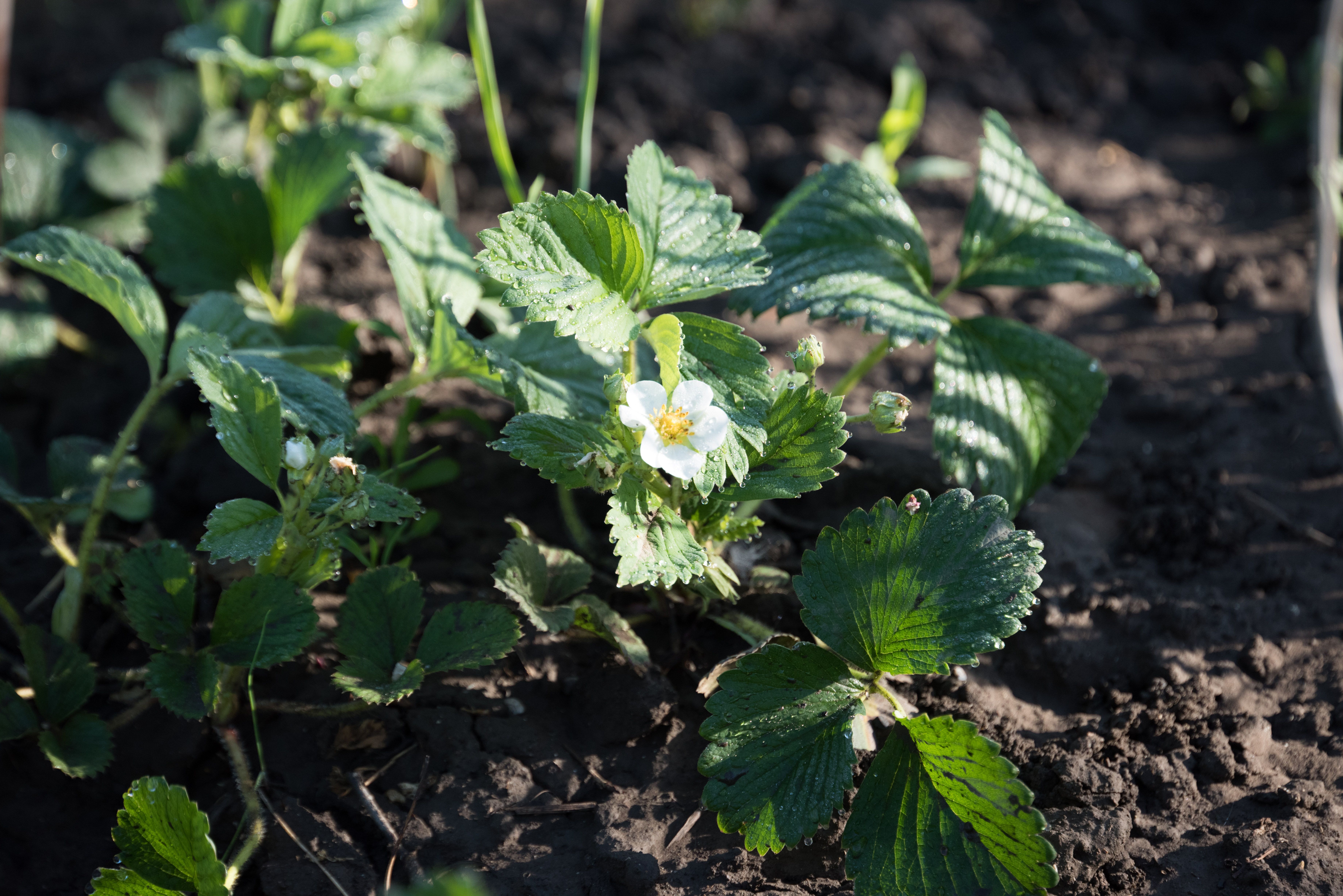 Marsh Cinquefoil Plant Profile