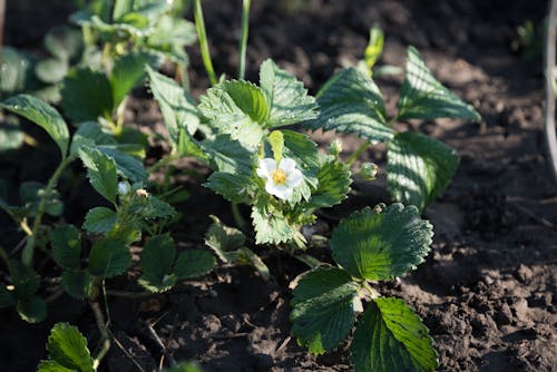 White Cinquefoil in Tilt Shift Lens 